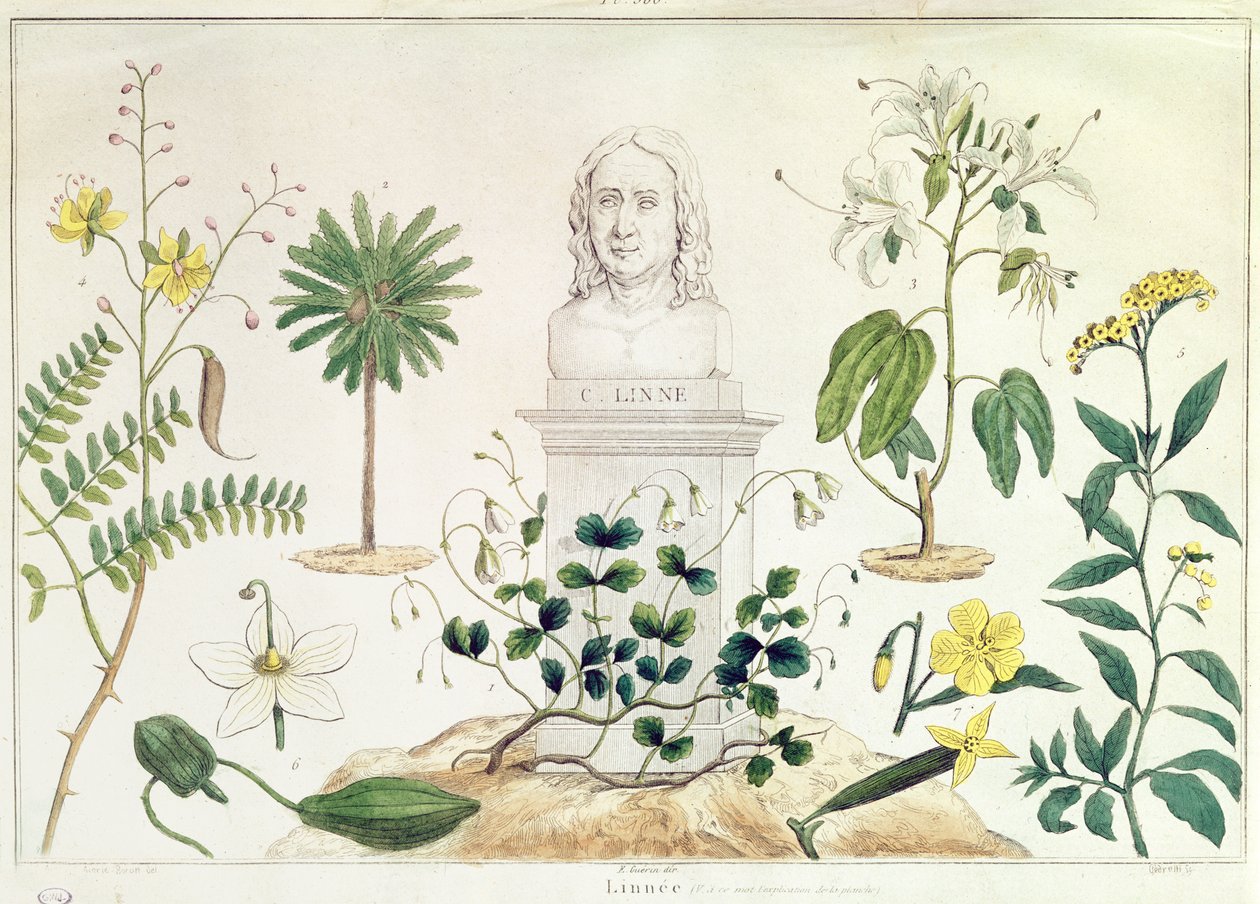 Carolus Linneus (1707-78) w otoczeniu niektórych zaklasyfikowanych przez siebie roślin (kolorystyka) autorstwa French School