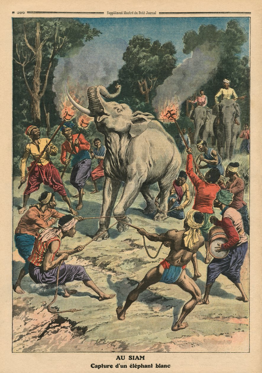 Łapanie białego słonia w Syjamie, ilustracja z „Le Petit Journal”, dodatek illustre, 10 września 1911 (kolor litho) autorstwa French School