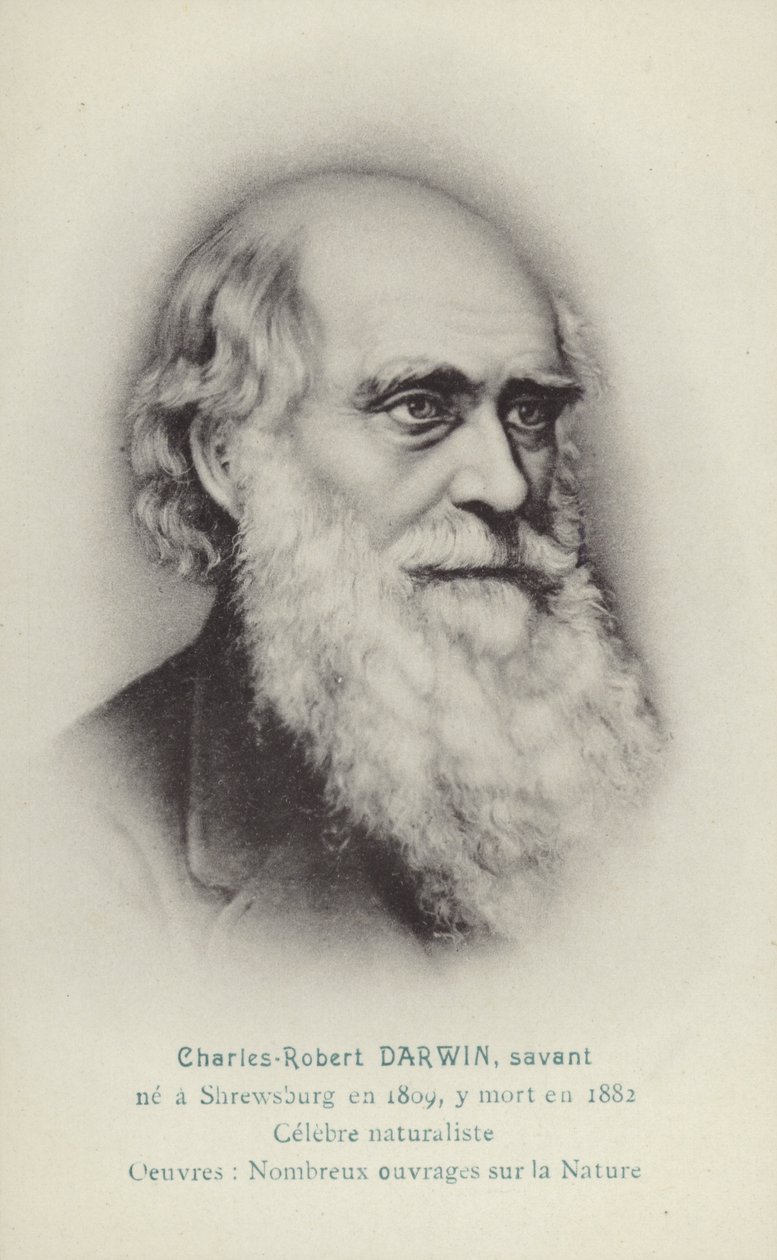 Karol Darwin (1809-1882), angielski przyrodnik (litografia) autorstwa French School