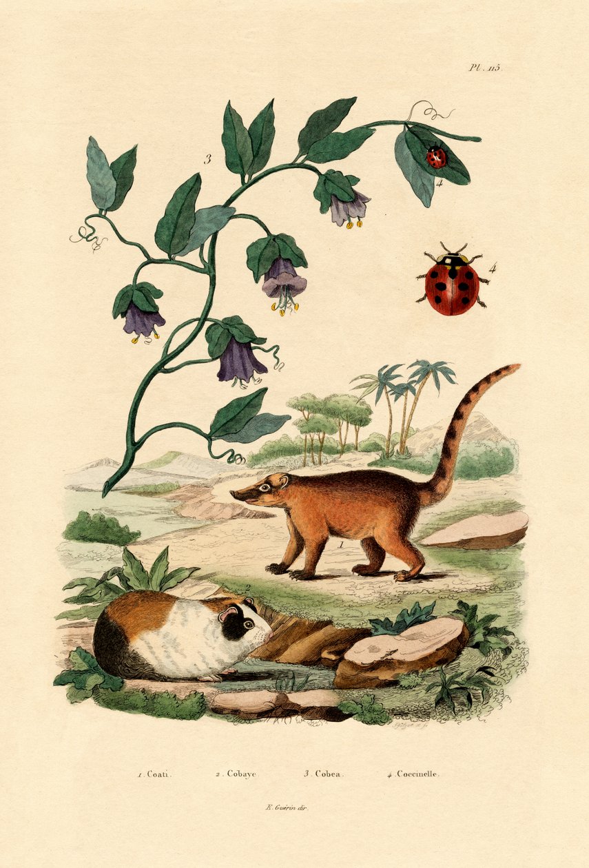 Ostronos, 1833-39 autorstwa French School