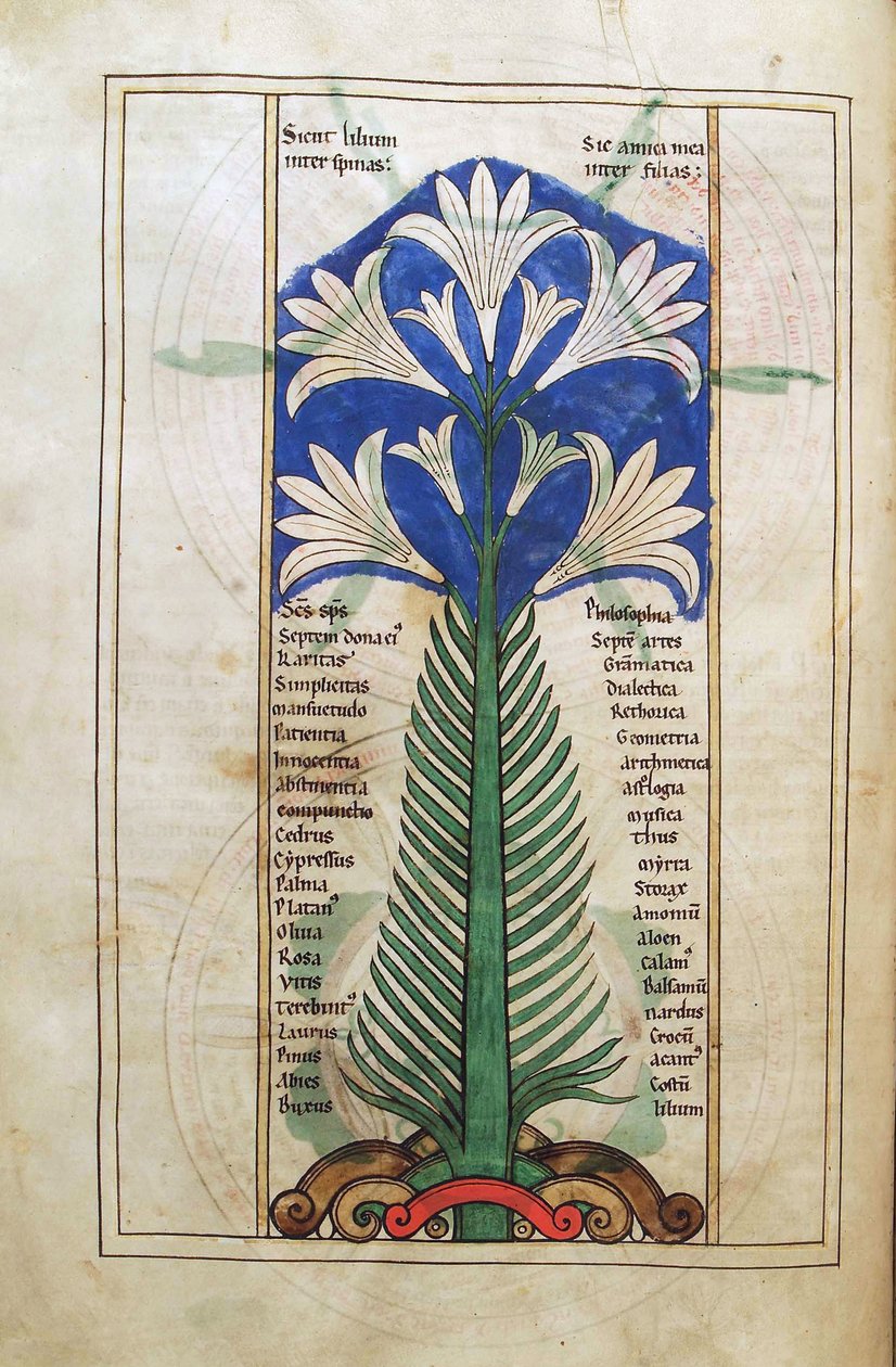 Dorsz. Guelfa. 1 Gud. łac. (31v) , Lily (lily longiflorum), z Liber Floridus Lamberta de Saint-Omer c.1120 autorstwa French School