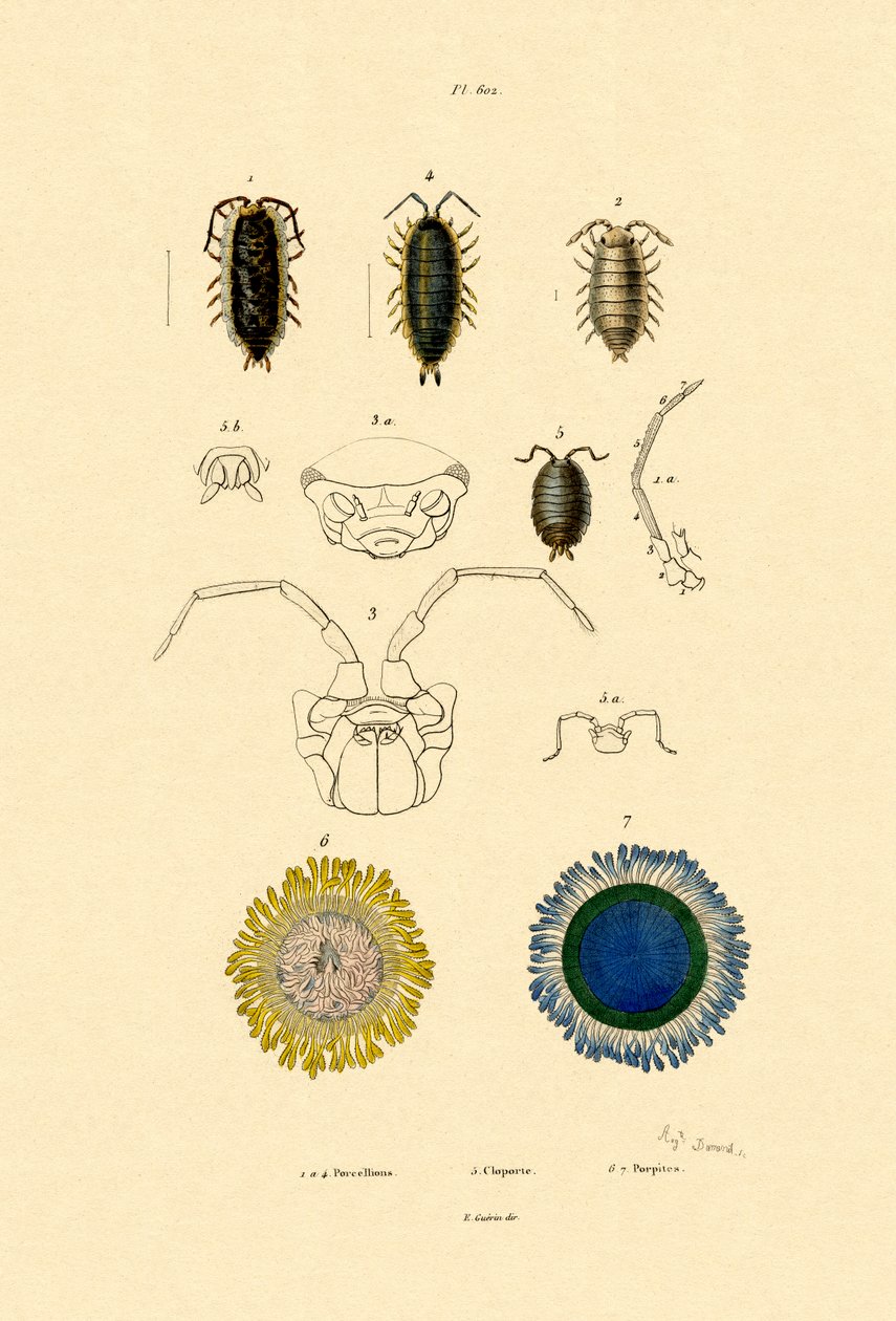 Wspólna Pigułka Woodlouse, 1833-39 autorstwa French School
