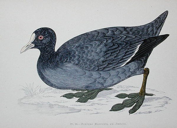 Łyska zwyczajna lub eurazjatycki, 2. poł. XIX w. (rycina kolorowa) autorstwa French School