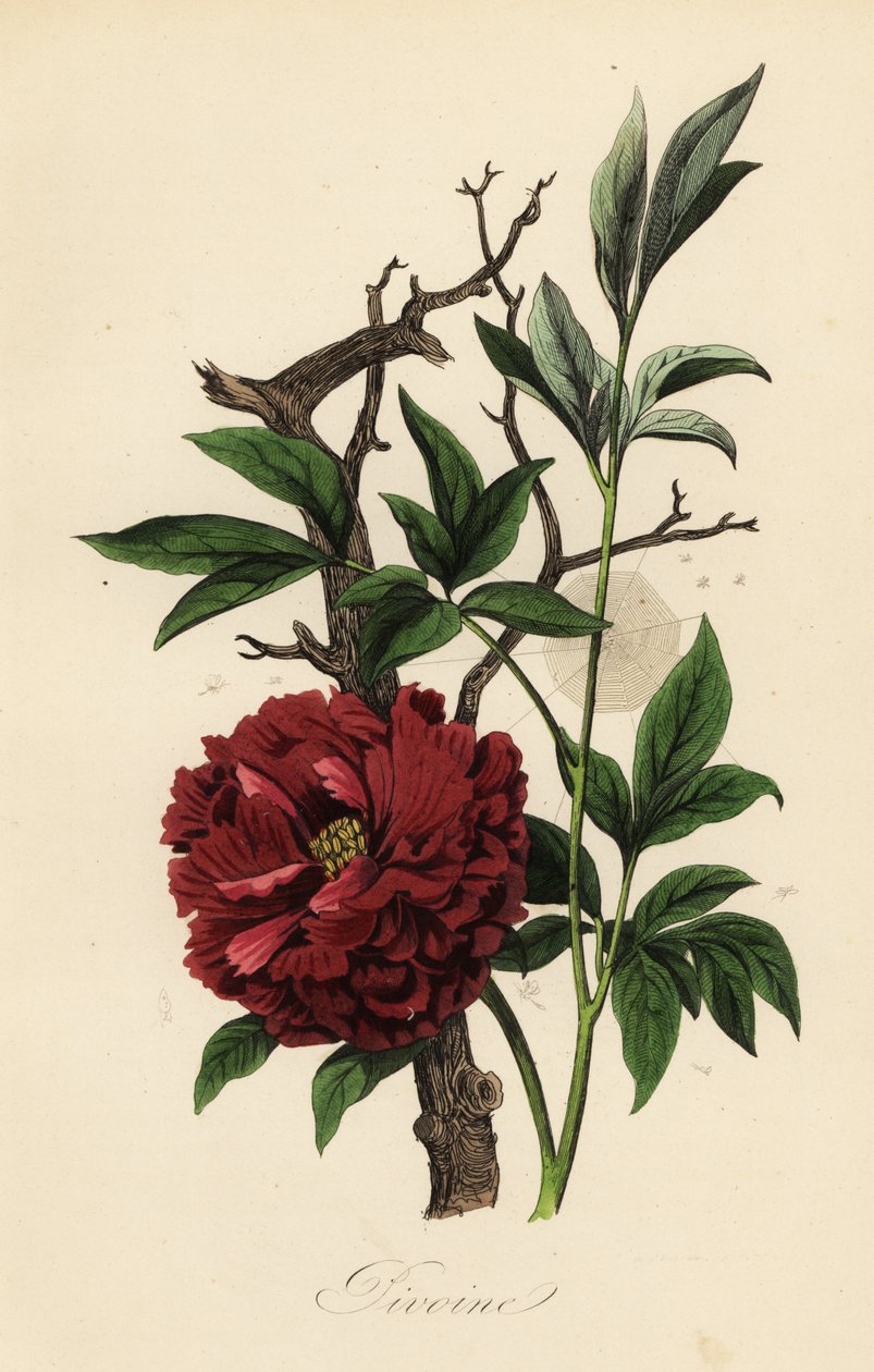 Piwonia pospolita, Paeonia officinalis, z pajęczyną autorstwa French School