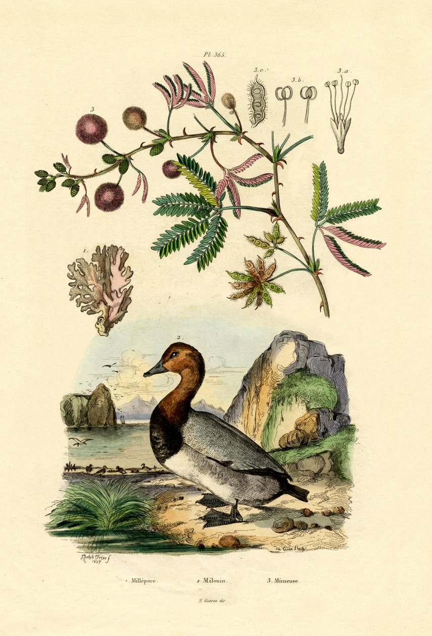 Koral, 1833-39 autorstwa French School