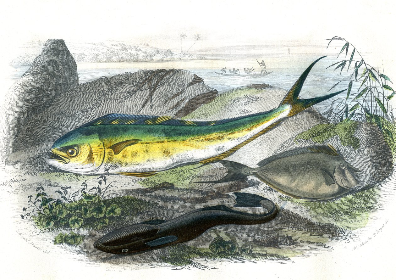 Coryphene Hippurus (dorada koryfenowa, ryba kameleonowa) - En bas: echeneis remora et le nason licornet - Płyta wyekstrahowana z Historii naturalnej autorstwa Bernarda Germaina de Lacepede (1856-1925), wydanie P.Furme, Paryż autorstwa French School