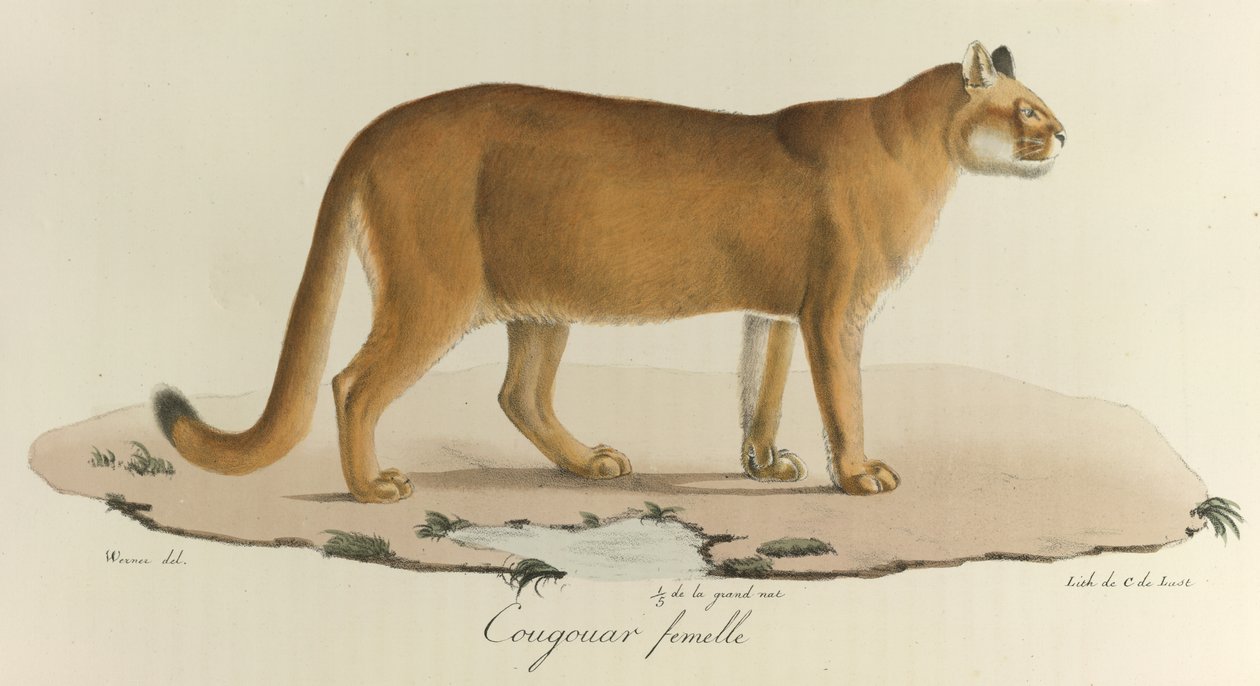 Cougar, kobieta kuguar, z „Histoire Naturelle des Mammères” (kolor lito) autorstwa French School