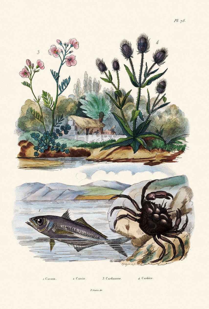 Krab, 1833-39 autorstwa French School