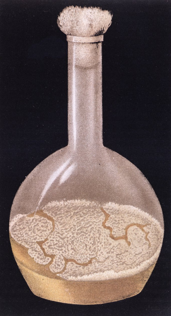 Kultura gruźlicy ludzkiej z La Tuberculose et son Bacile autorstwa Isidore Strauss (1845-96) 1895 autorstwa French School