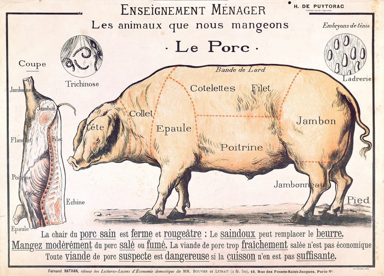 Cuts of Pork, ilustracja z francuskiego podręcznika do nauki domowej autorstwa H. de Puytorac, wydanej przez Editions Fernand Nathan, koniec XIX wieku autorstwa French School