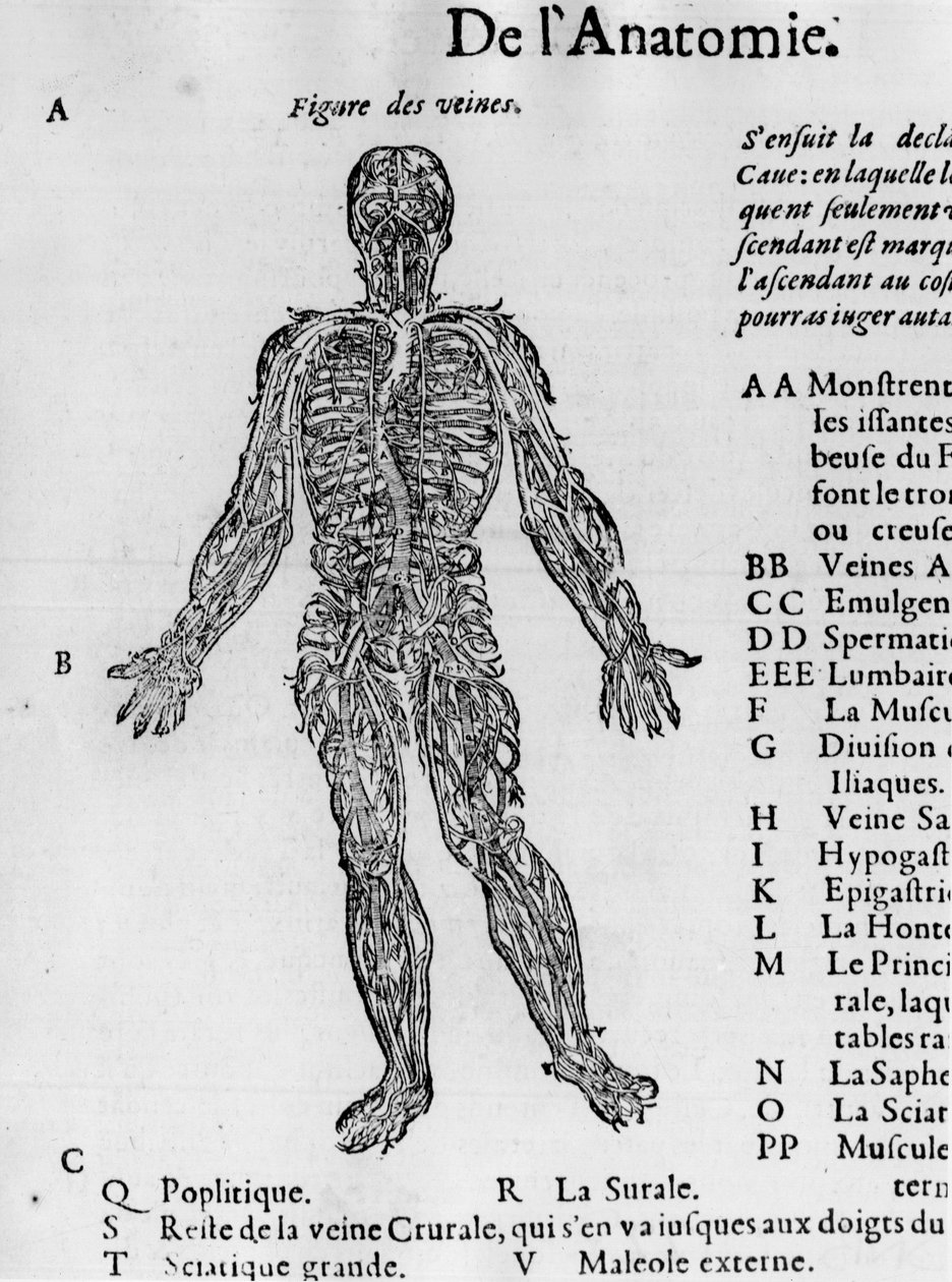 Cięcie ludzkiego ciała: układ krwionośny, żyły. w „Traktacie medycznym” Ambroise Paré, ok. 1560 r. autorstwa French School