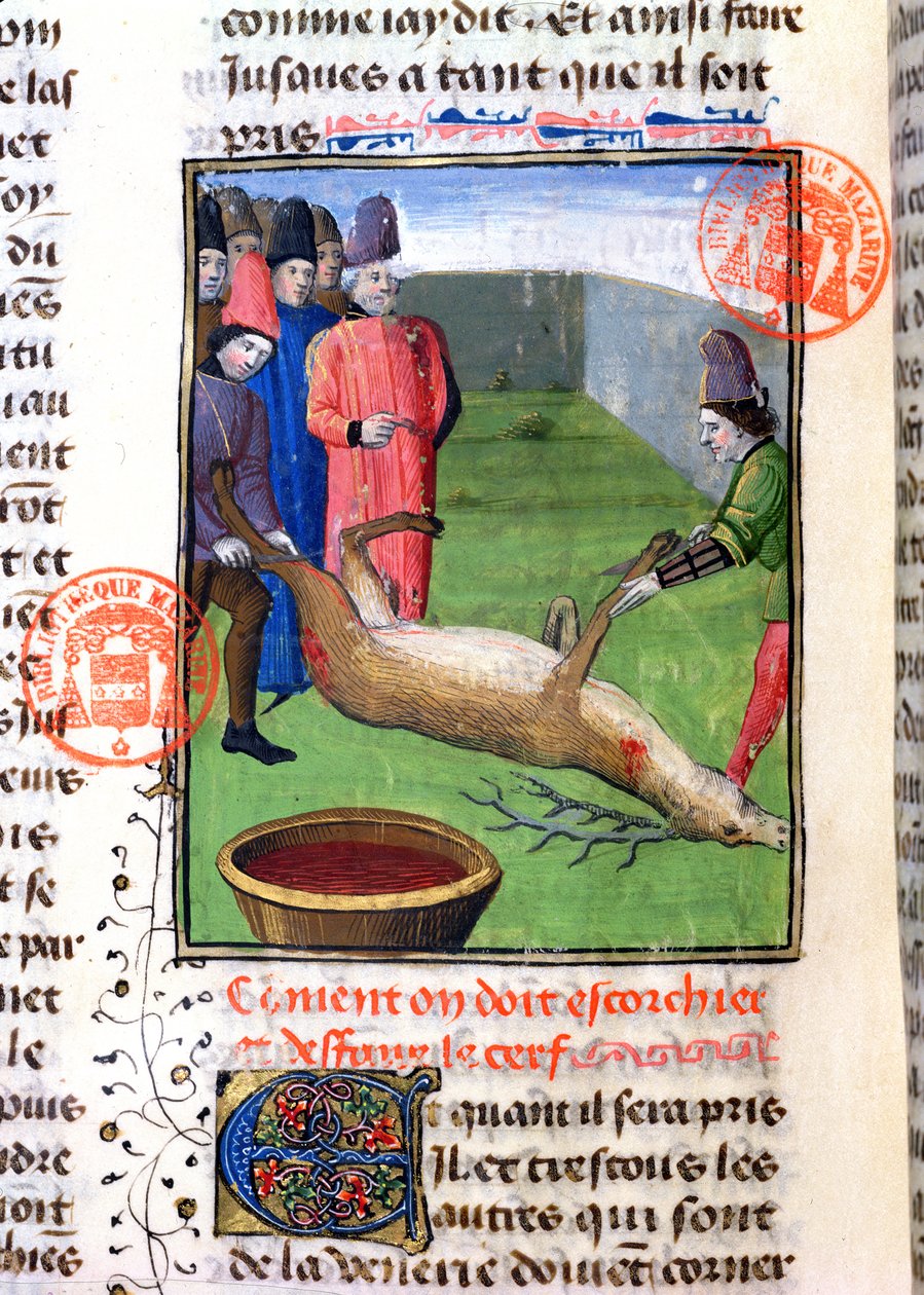 Odcinanie nóg martwego jelenia, z Livre de la Chasse Gastona Phebusa de Foix (1331-91) autorstwa French School