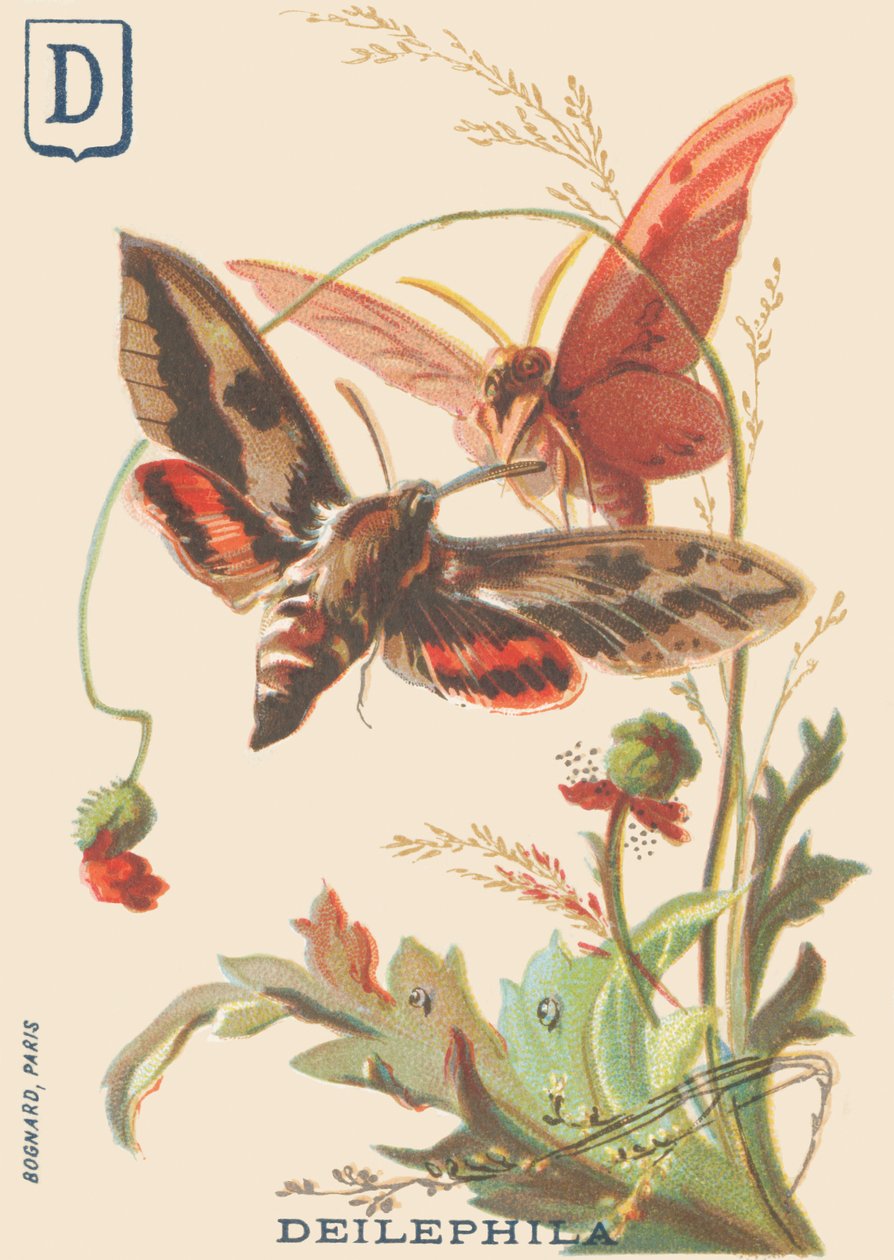 D: Deilephila (Deilephila elpenor lub wielki sfinks z winorośli) autorstwa French School