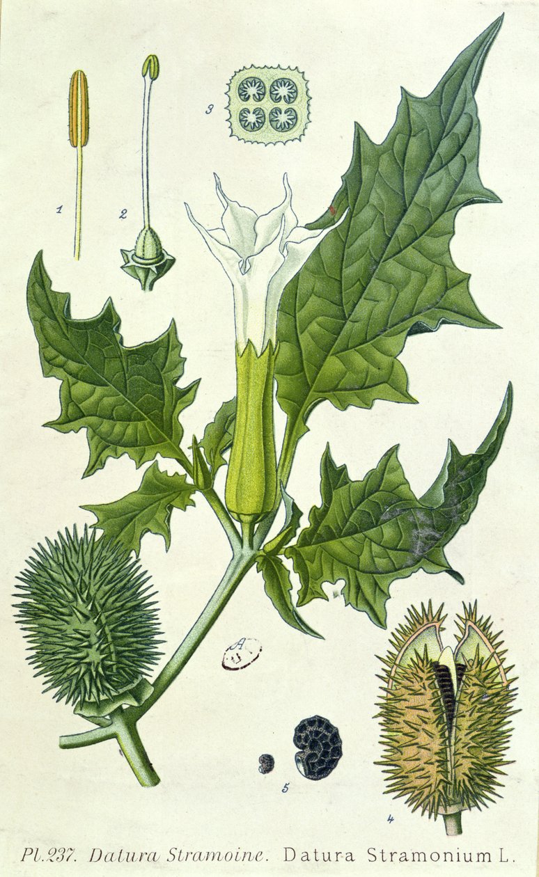 Datura stramonium, płyta botaniczna autorstwa French School