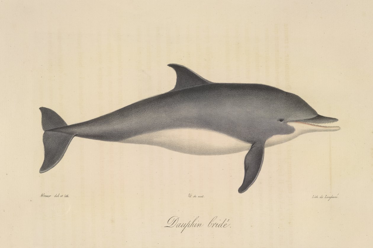Delfin rogaty, z historii naturalnej ssaków (kolor lito) autorstwa French School