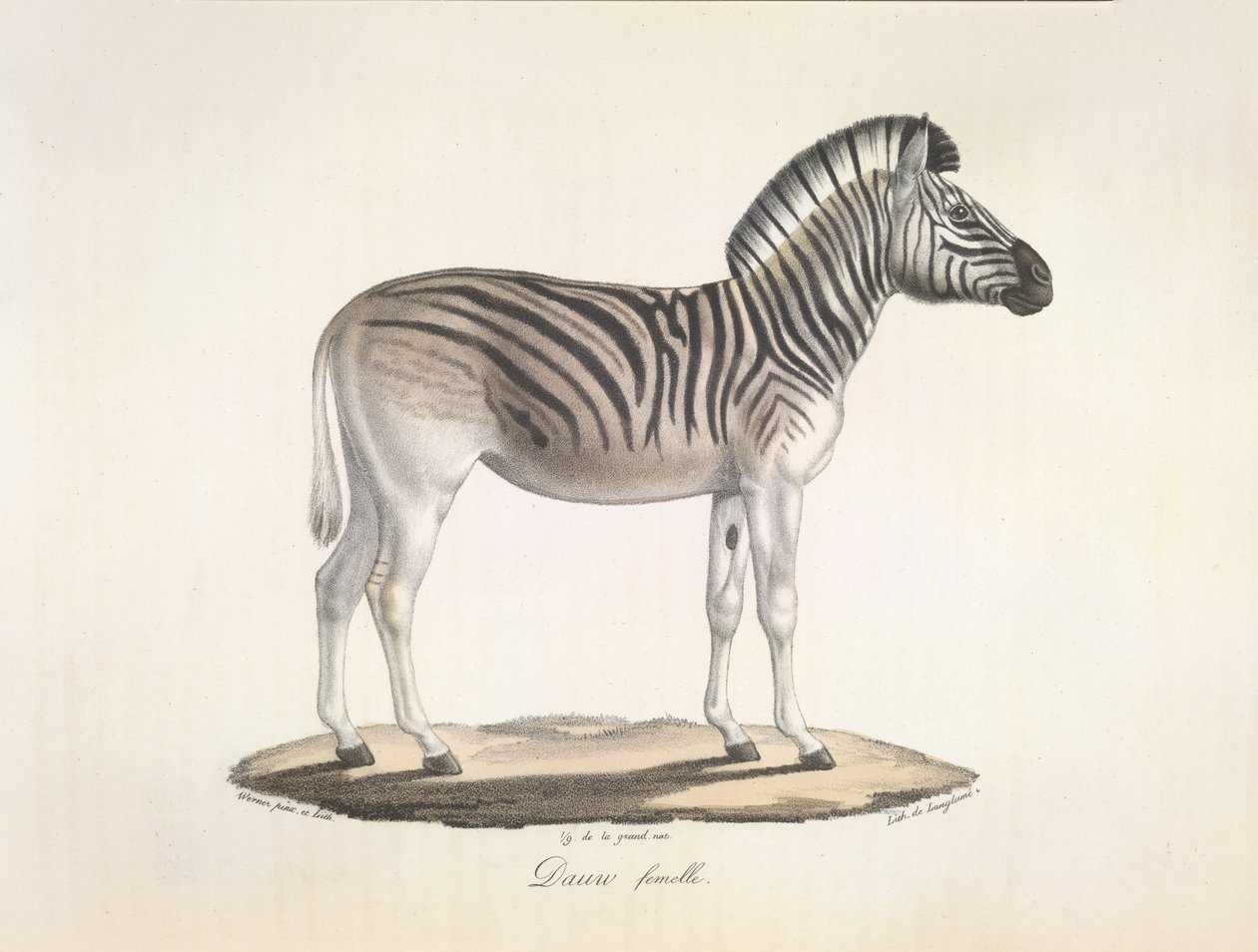 Dauw kobieta. Pasiasty kwagga lub zebra Burchella z Afryki Południowej (Asinus Burchellii), z Historii Naturalnej Ssaków (kolor lito) autorstwa French School