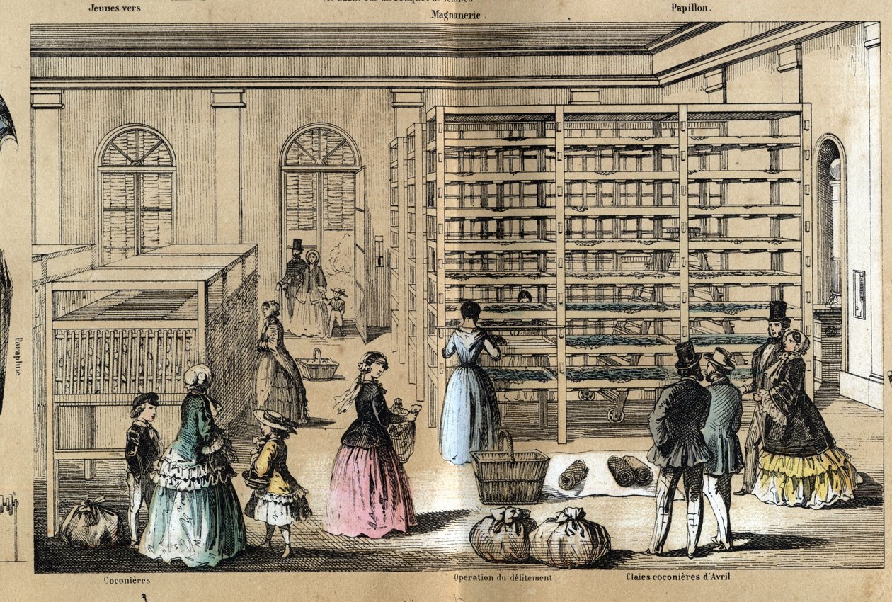 Opis kultury i wyrobów jedwabnych: w centrum magneerie z różnymi etapami hodowli sery. Talerz „” la soie”” w „” les Recreations instructives”” Obraz synoptyczny Julesa Delbrucka, rycina z 1860 r. Kolekcja prywatna. autorstwa French School