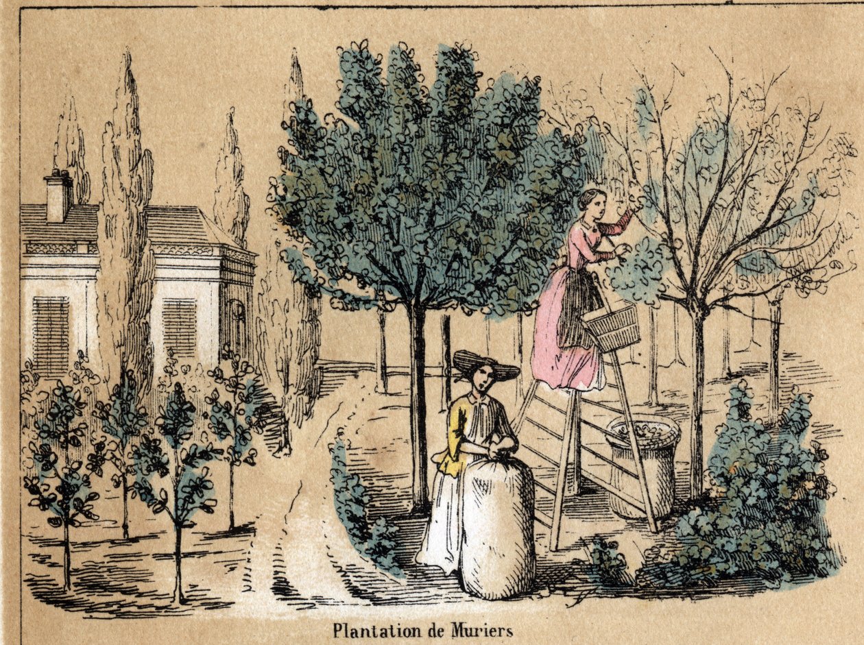 Opis upraw i wyrobów z jedwabiu: muriery nasadzenia. Talerz „” la soie”” w „” les Recreations instructives”” Obraz synoptyczny Julesa Delbrucka, rycina z 1860 r. Kolekcja prywatna. autorstwa French School
