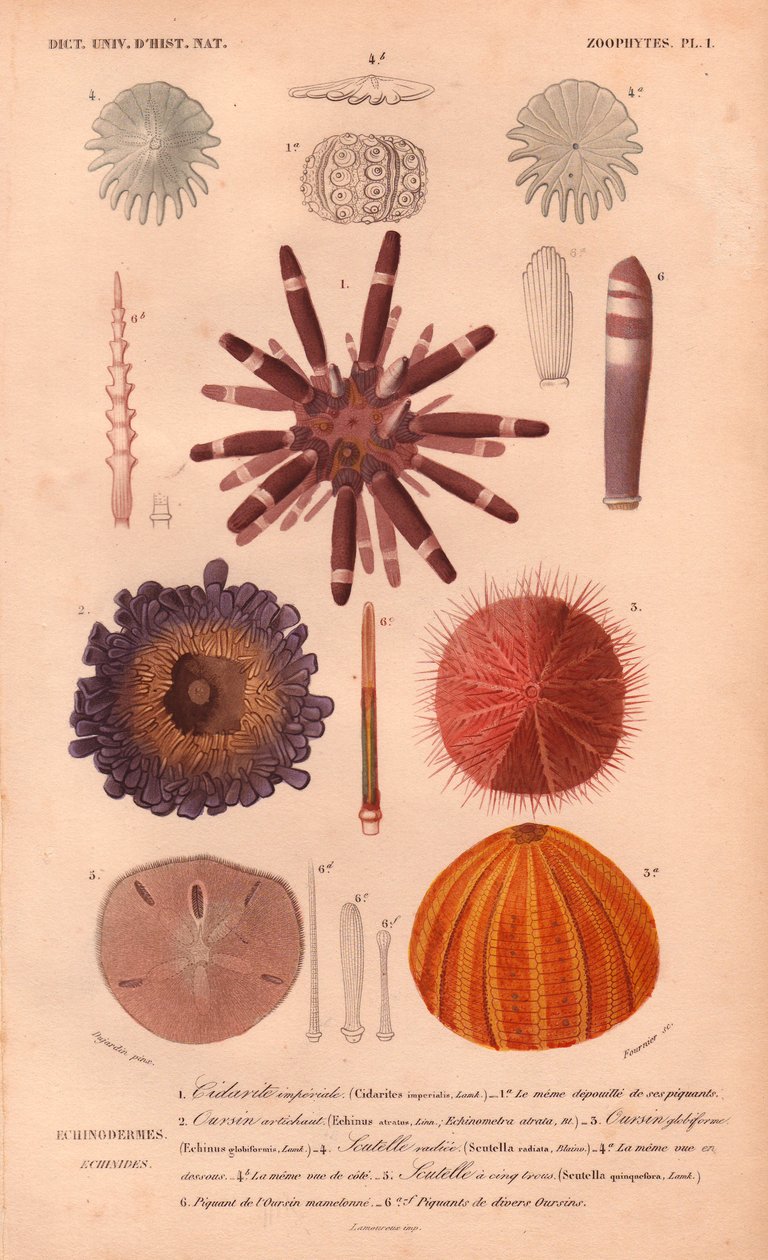 Różne rodzaje kolorowych jeżowców i ich kolców, z „Dictionnaire Universel d