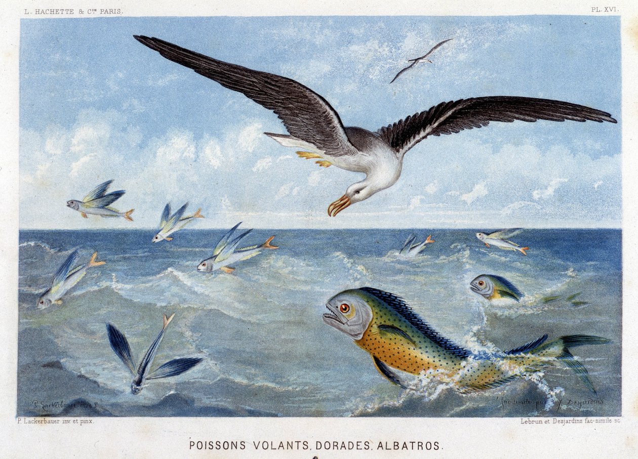 Dorades, Pisces volants, Albatros - w "Le Monde de la Mer" Alfreda Fredola, wyd. Paryż, Hachette. autorstwa French School