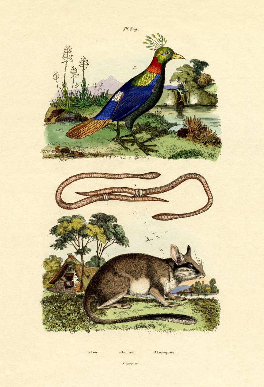 Popielica, 1833-39 autorstwa French School