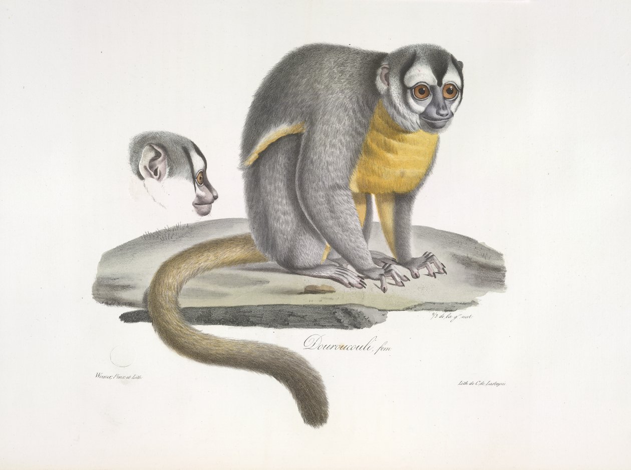Douroucouli lub nocna małpa - Aotus trivirgatus, z historii naturalnej ssaków (kolor lito) autorstwa French School