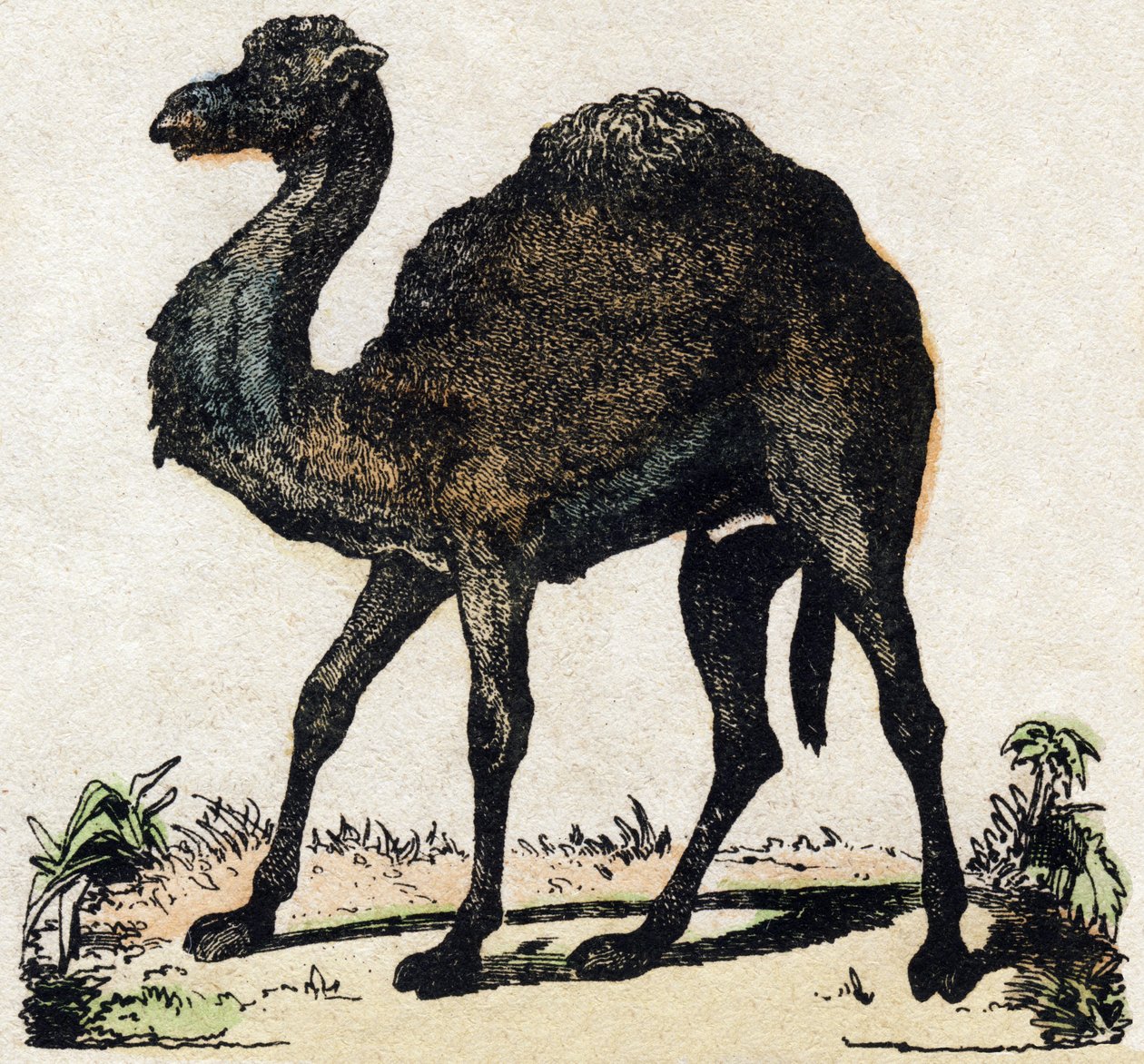 Dromader. Grawerowanie w „Alfabet des animaux sauvages””. 9. seria. Obraz Epinal, Pellerin, drukarz-wydawca, ok. 1870 r. Ryciny na drewnie, szablon. 16 stron. Wymiary: 20 x 15 cm. Prywatna kolekcja autorstwa French School