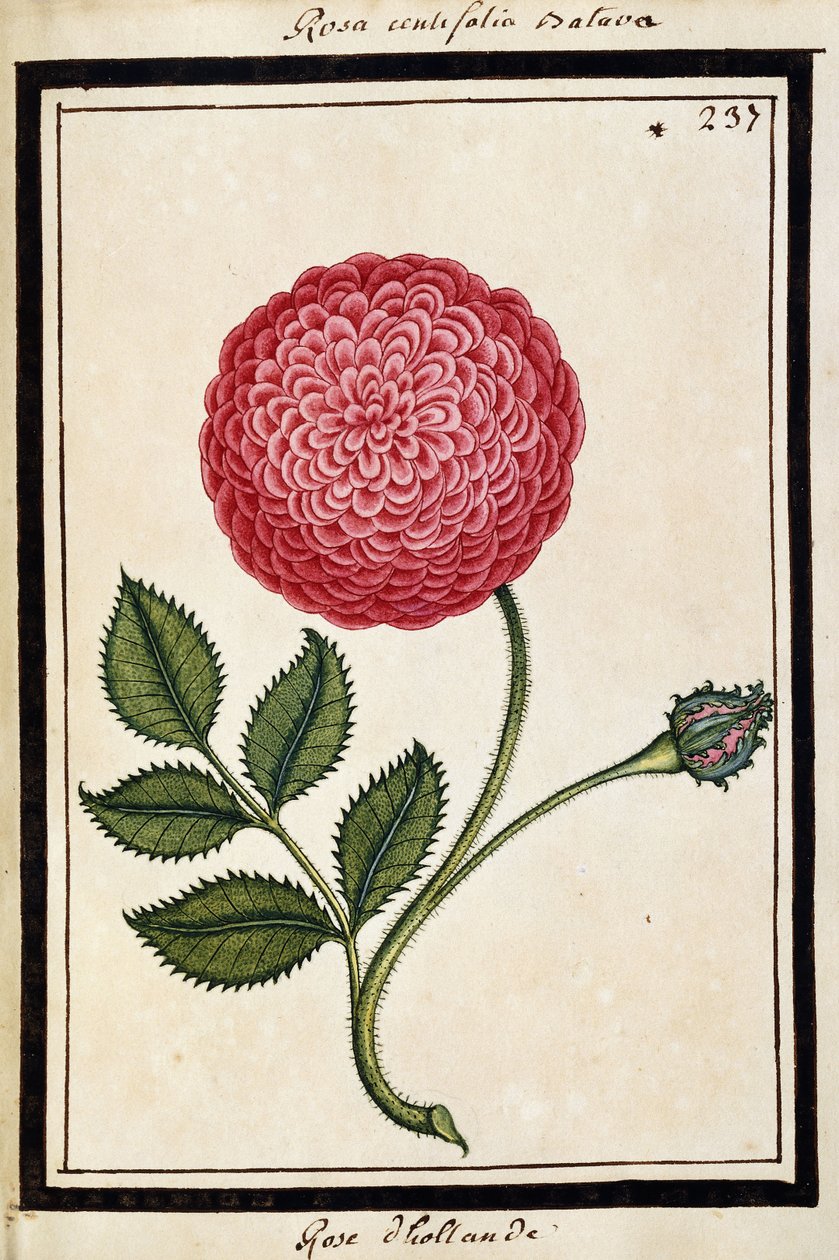 Róża holenderska, ok. 1700 (rysunek akwarela, oprawiony na czarno) autorstwa French School
