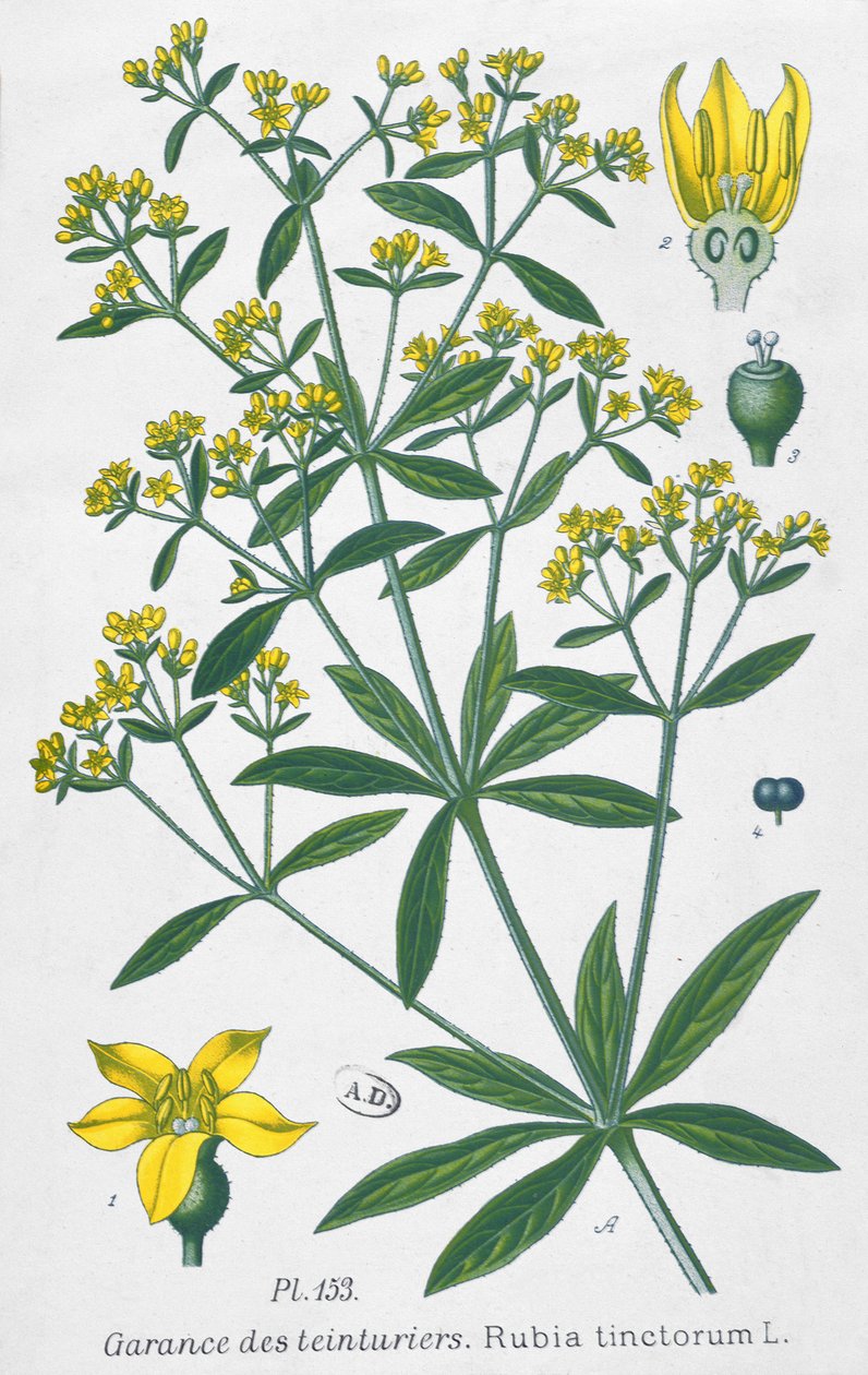 Dyers Madder (Rubia Tinctorum) autorstwa French School