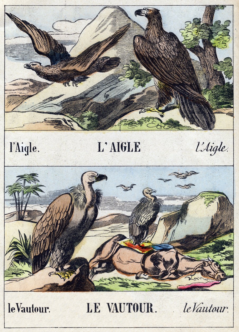 Orzeł i sęp. Grawerowanie w "Buffon Alphabet des Oiseaux n 1". 3. Seria N 1. Obrazowanie Epinal, Epinal, koniec XIX wieku. 16 stron. Wymiary: 28x21 cm autorstwa French School