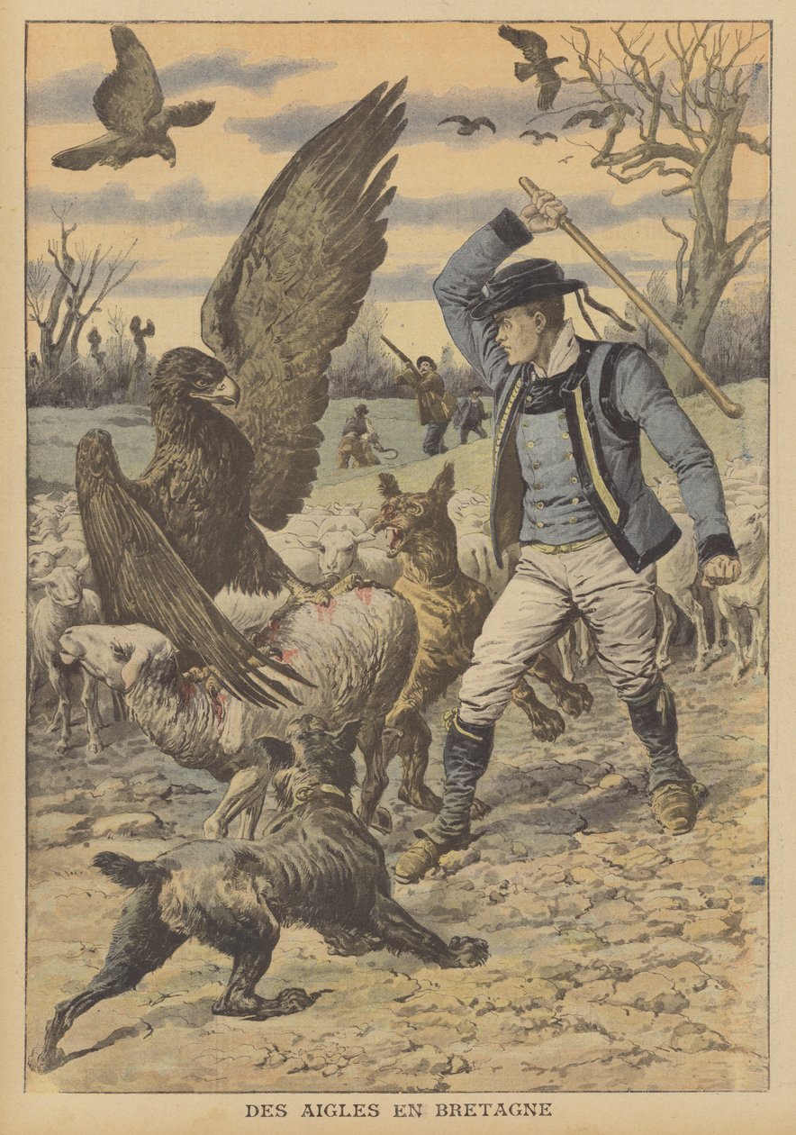 Orły atakujące stado owiec w Bretanii (kolorowa litografia) autorstwa French School