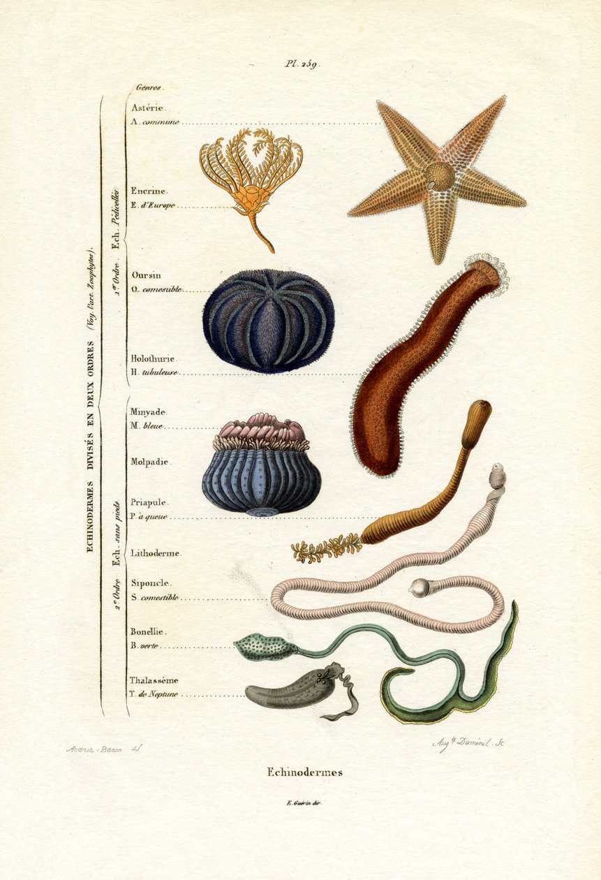 Szkarłupnie, 1833-39 autorstwa French School