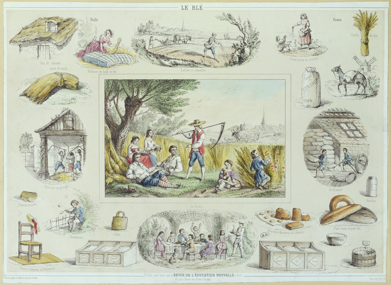 Ilustracja edukacyjna kukurydzy, ok. 1860-70 (kolorowa grawerunek) autorstwa French School