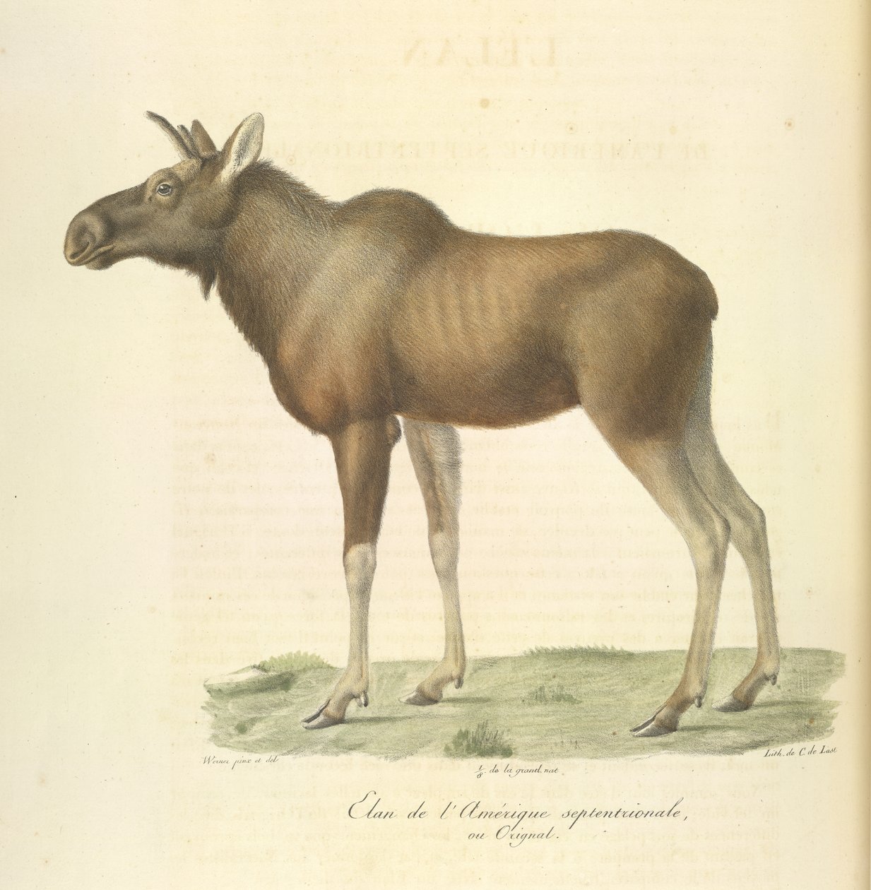 Łoś Ameryki Północnej, z Historii Naturalnej Ssaków (kolor lito) autorstwa French School