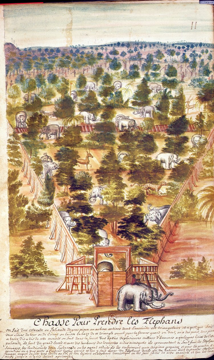 Polowanie na słonie w Syjamie, z relacji jezuitów w Syjamie, 1688 (wc na papierze) autorstwa French School