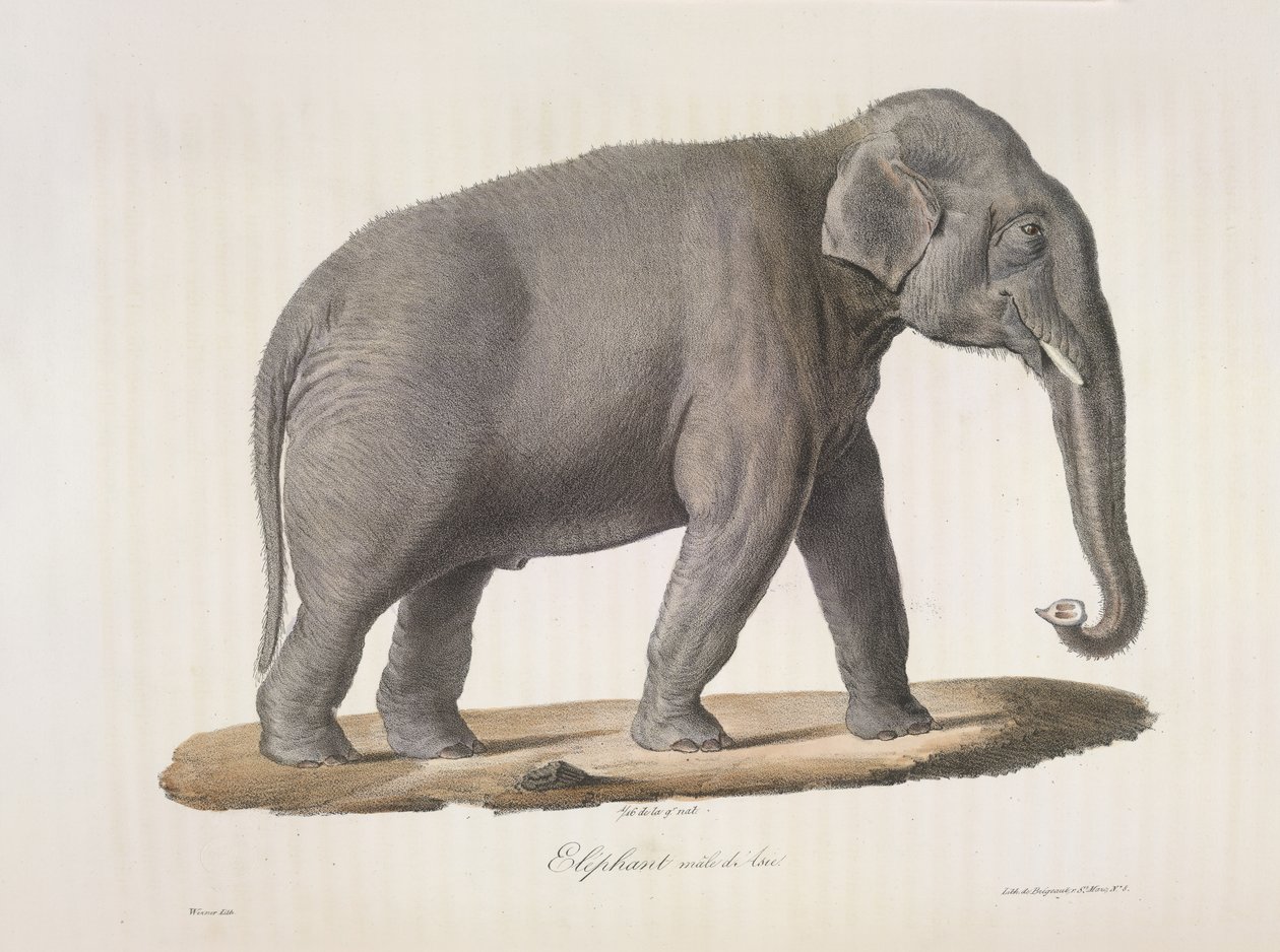 Słoń azjatycki, z Natural History of Mammals (kolor lito) autorstwa French School