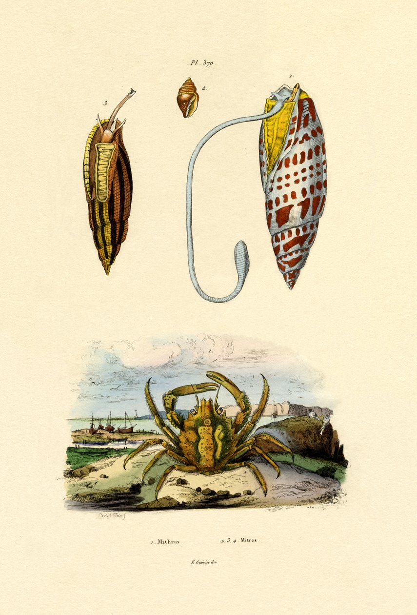 Szmaragdowy Krab, 1833-39 autorstwa French School