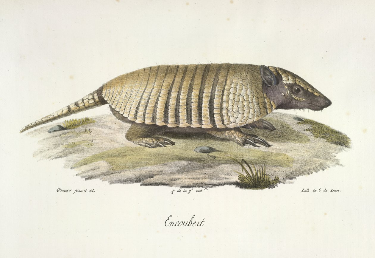 Encoubert, Armadillo, z Historii naturalnej ssaków (kolor lito) autorstwa French School