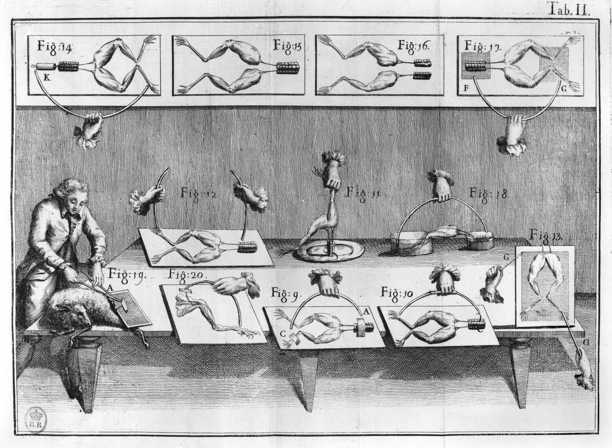 Eksperyment na żabach, ilustracja z muscumari autorstwa French School
