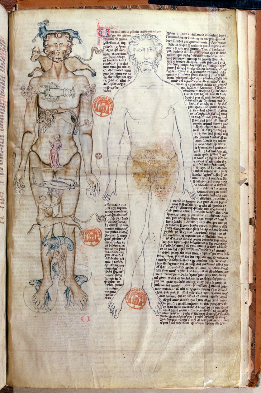 F.116v Związek między ciałem ludzkim a znakami zodiaku, z traktatu medycznego Abula Qasima Khalafa ibn al-Abbas al-Zahrawi (Abulcasis) (936-1013) w przekładzie Gerarda de Cremone autorstwa French School