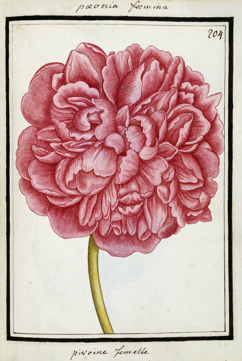 Piwonia żeńska, ok. 1700 autorstwa French School