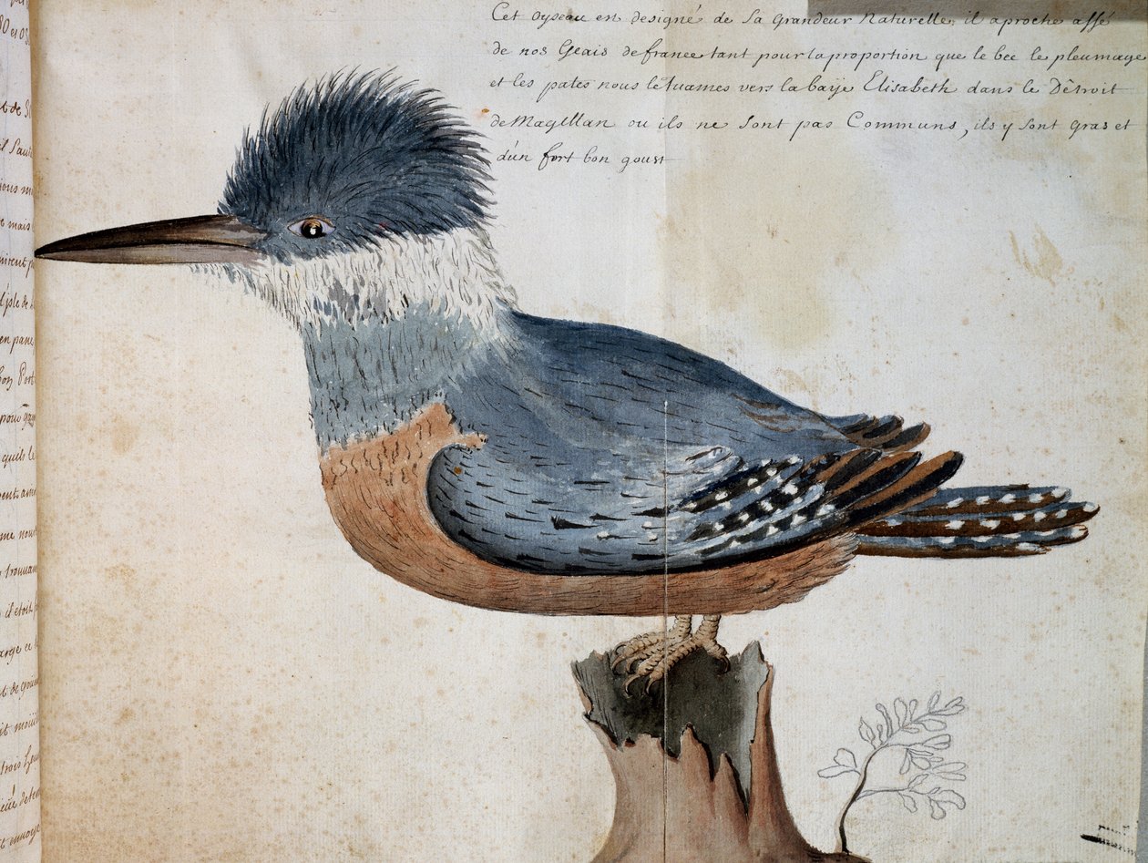 Samica Kingfisher (Megaceryle torquata), Elizabeth Bay, Cieśnina Magellana, akwarela z Voyage of Mr De Beauchesne, kapitan Compagnie Royale de la Mer du Sud, od 1698 do 1701, Francja autorstwa French School