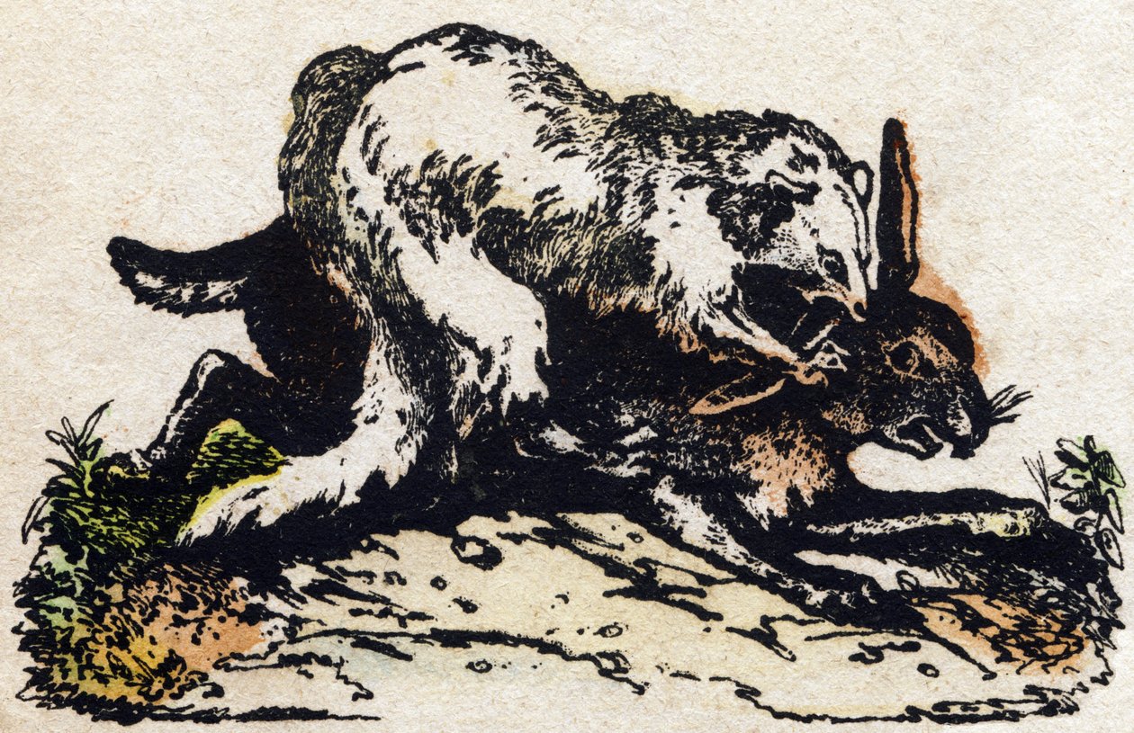 Fretka. Grawerowanie w „Alfabet des animaux sauvages””. 9. seria. Obraz Epinal, Pellerin, drukarz-wydawca, ok. 1870 r. Ryciny na drewnie, szablon. 16 stron. Wymiary: 20 x 15 cm. Prywatna kolekcja autorstwa French School