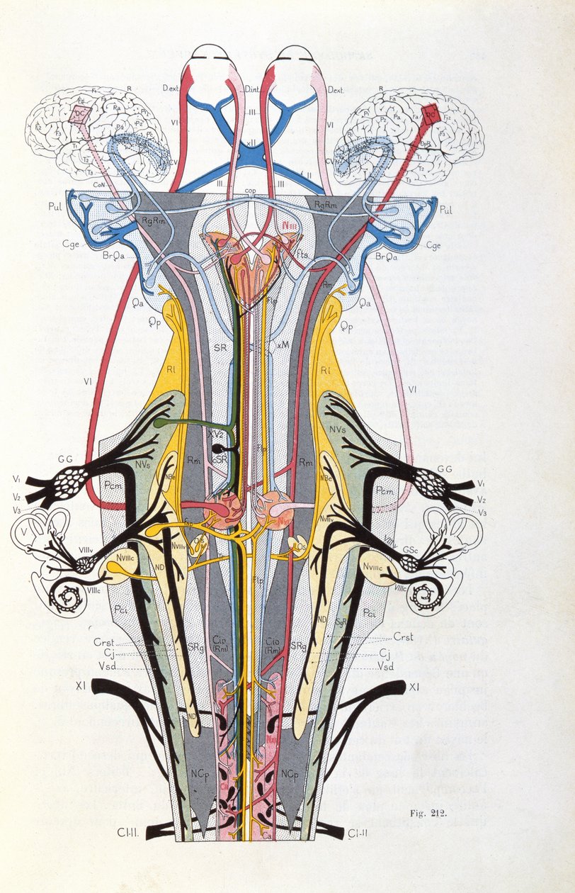 Figa. 212 z Semiology of Affections of the Nervous System J. Dejerine, 1914 autorstwa French School