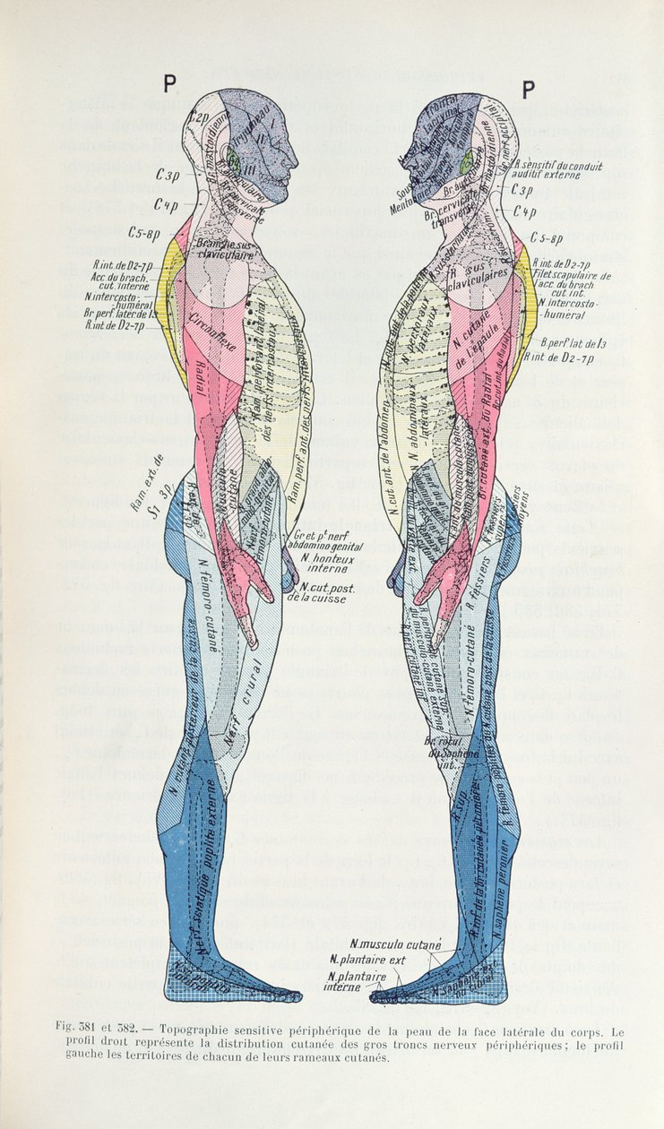 Ryc. 381 i 382 Układ nerwowy, z Semiologie des Affections du System Nerveux J. Dejerine, 1914 autorstwa French School