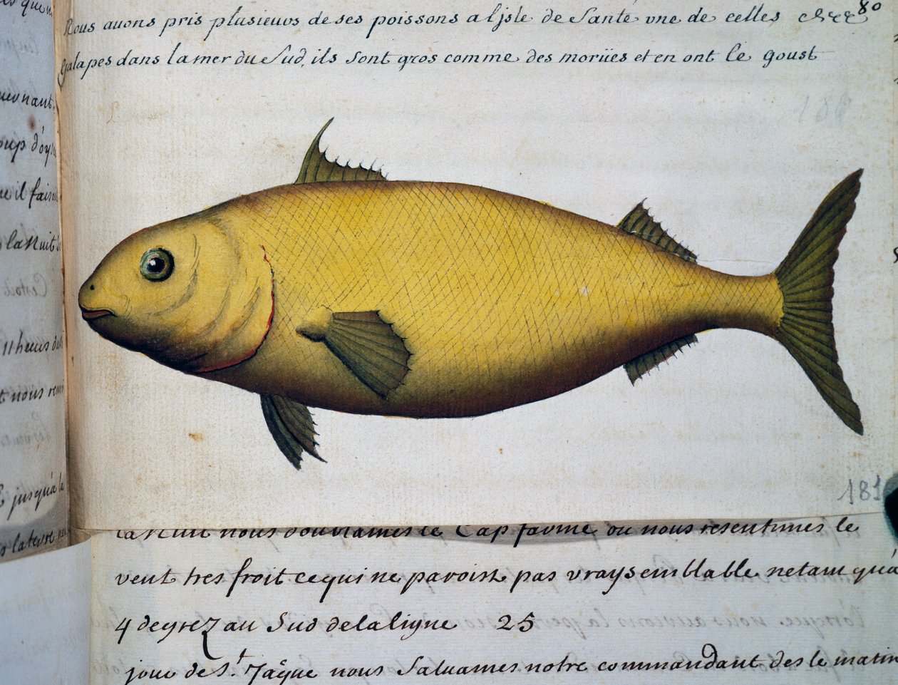 Ryba wielkości dorsza, Isle De La Sante, akwarela z dziennika pokładowego Jacquesa Gouina de Beauchesne (1652-1730), kapitana Compagnie royale de la Mer du Sud, w latach 1698-1701, Francja autorstwa French School