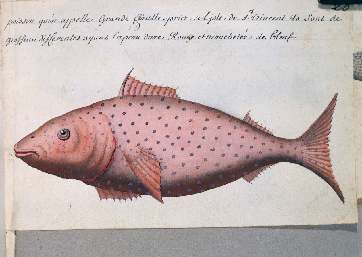 Ryba zwana Big Mouth, wyspa Sao Vicente, Republika Zielonego Przylądka, akwarela z dziennika pokładowego Jacques Gouin de Beauchesne (1652-1730), kapitan Compagnie Royale de la Mer du Sud, od 1698 do 1701, Francja autorstwa French School