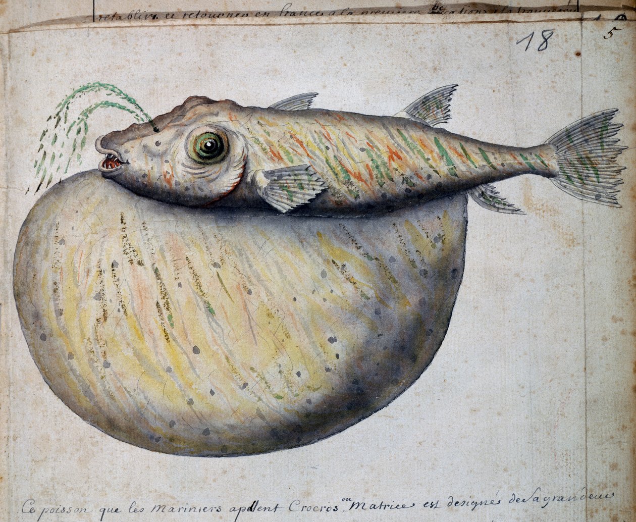 Ryba zwana Crocros, wyspa Sao Vicente, Republika Zielonego Przylądka, akwarela z dziennika pokładowego Jacques Gouin de Beauchesne (1652-1730), kapitan Compagnie Royale de la Mer du Sud, od 1698 do 1701, Francja autorstwa French School