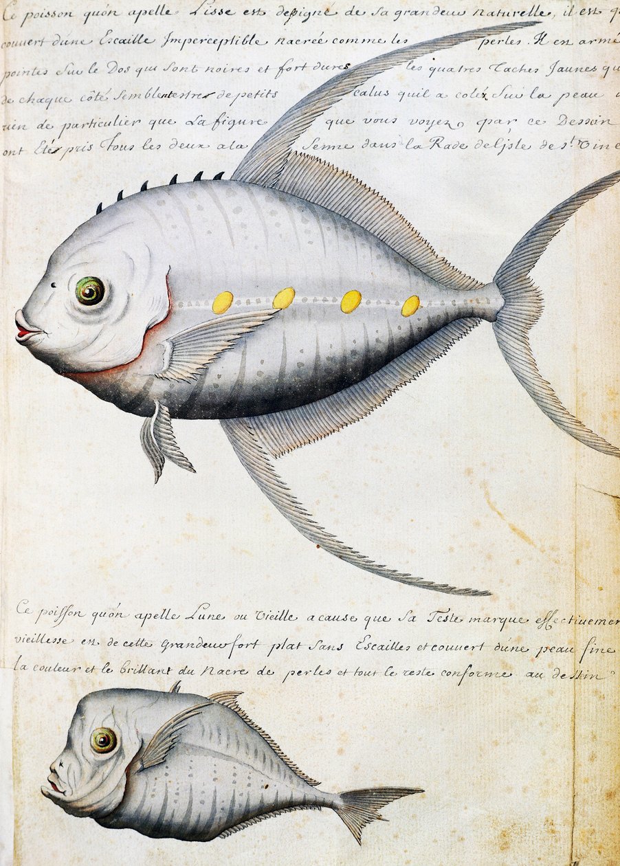 Ryby zwane rybami Lisse i Moon, wyspa Sao Vicente, Wyspy Zielonego Przylądka, akwarela z dziennika pokładowego Jacquesa Gouina de Beauchesne (1652-1730), kapitan Compagnie Royale de la Mer du Sud, od 1698 do 1701, Francja autorstwa French School