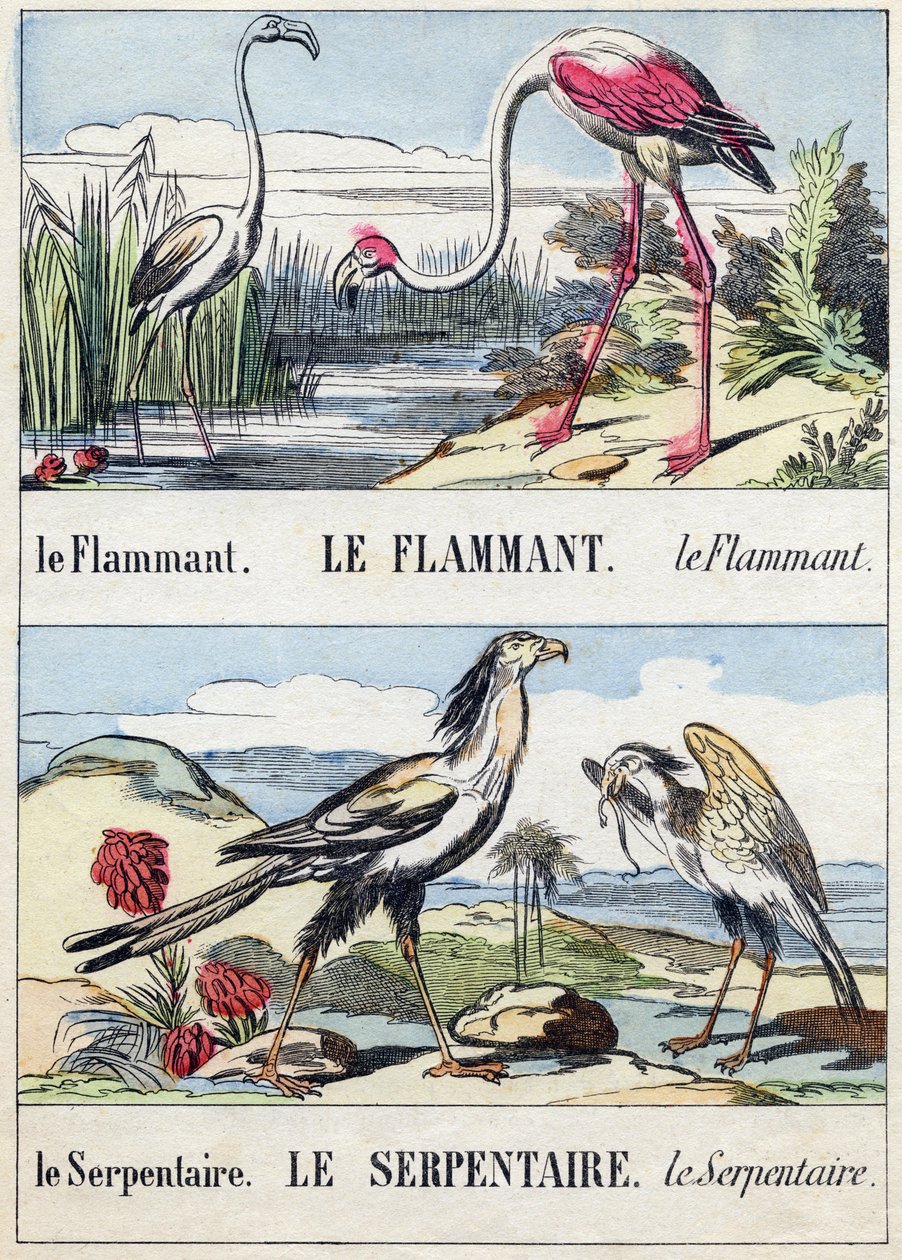 Płomień i wąż. Grawerowanie w "Buffon Alphabet des Oiseaux n 2". 3. Seria N 2. Obrazowanie Epinal, Epinal, koniec XIX wieku. 16 stron. Wymiary: 28x21 cm autorstwa French School